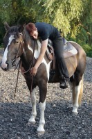 Murphy, Paint HorsexPolnisches Kaltblut, 3 Jahre, hier zum 7. Mal unter dem Reiter, erstes Mal auf dem Reitplatz