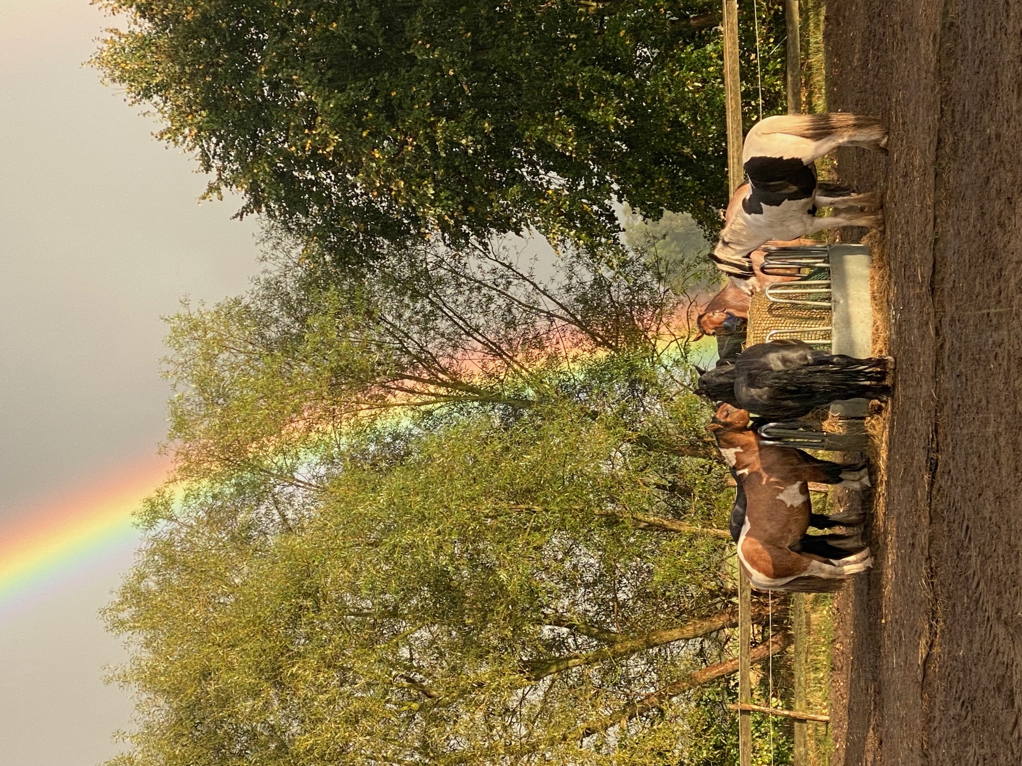 RegenbogenRaufe.jpg RegenbogenRaufe.jpg